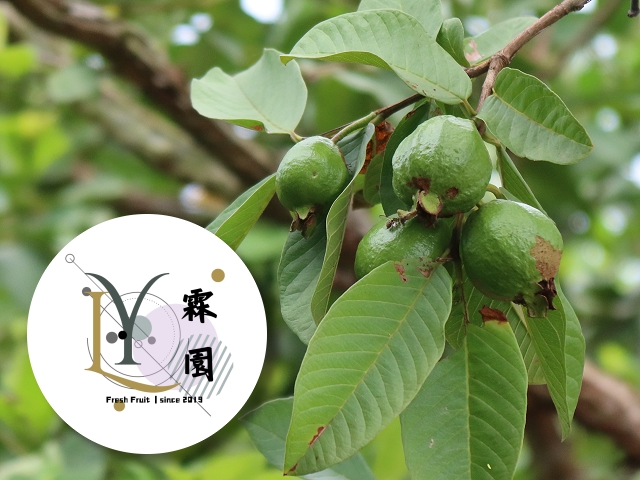 易利華科技,高雄網路行銷,高雄網頁設計,【高雄】霖園農場